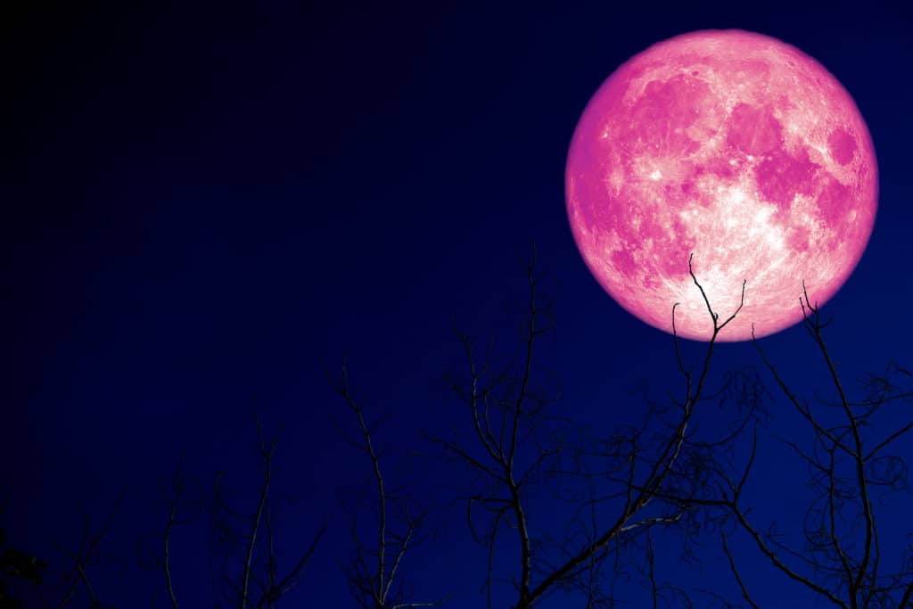 super pink egg moon back on silhouette plant and trees on night sky, Elements of this image furnished by NASA