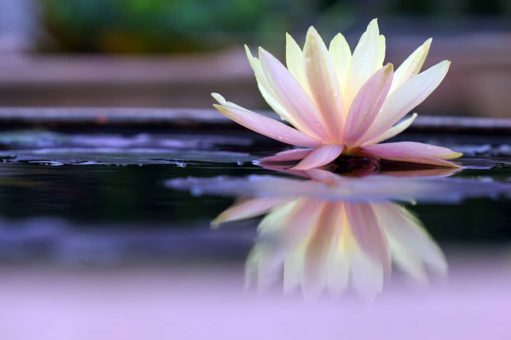 A common misconception is referring to the lotus (Nelumbonaceae family) as a waterlily (family Nymphaeaceae).